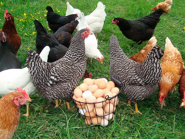 Содержание кур и уход за ними | ЗооТом - продажа, вязка и услуги для животных в Соликамске
