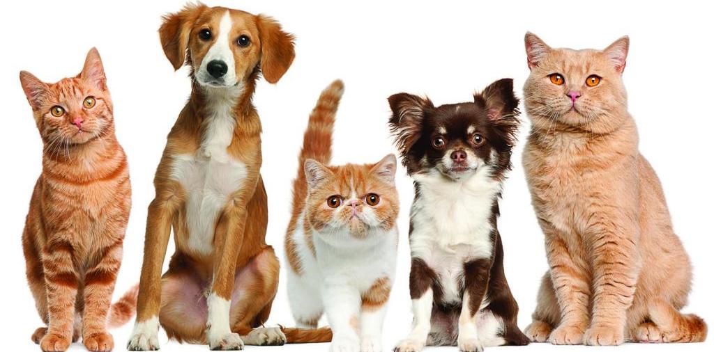 Доска объявлений о животных | ЗооТом - продажа, вязка и услуги для животных в Соликамске