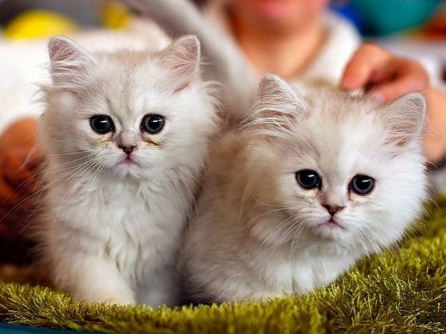 Породы кошек в Соликамске | ЗооТом портал о животных