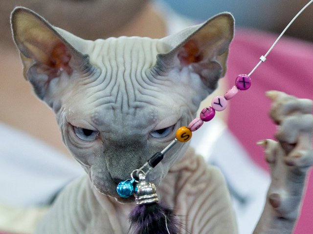 Выставки кошек в Соликамске | ЗооТом портал о животных