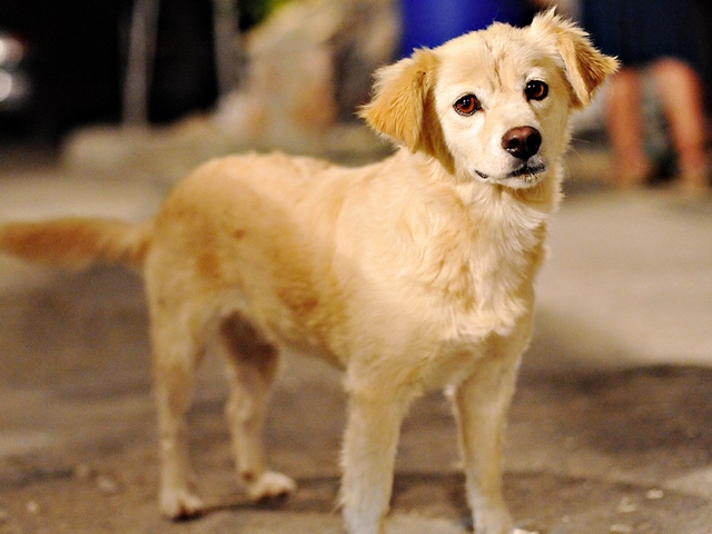 Породы собак в Соликамске | ЗооТом портал о животных