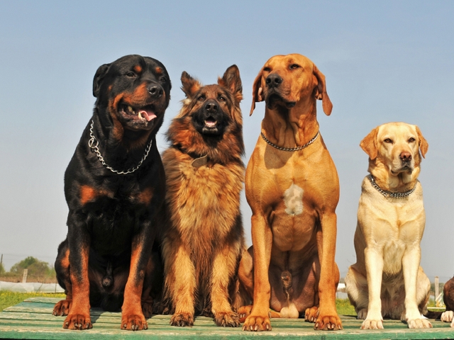 Крупные породы собак в Соликамске | ЗооТом портал о животных